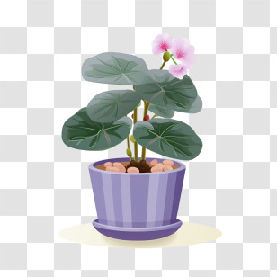 African Violet 
 - Potted Plant With Flowers Transparent PNG