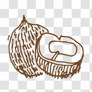 Food Sketch - Coconut Sketch Transparent PNG