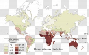 Human Skin Color Clip Art - Body - Homo Sapiens Transparent PNG