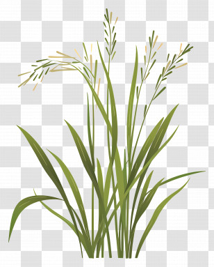 Rice Plants - Wheat Plant Botanical Illustration Transparent PNG