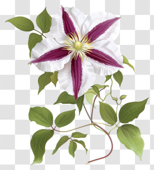 Realistic Elegant Clematis Flower - Beautiful Purple And White Clematis Flower Illustration Transparent PNG