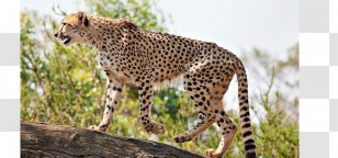 Asiatic Cheetah Cat Fastest Animals Save The South African - Big Cats Transparent PNG