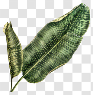 Banana Leaf - Tropical Green Banana Leaves Illustration Transparent PNG