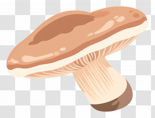 Shiitake Mushroom - Realistic Brown Mushroom Illustration Transparent PNG