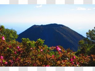 Sea Turtle Vegetation Ecosystem Volcano - Hill - Coffee Plantation Transparent PNG