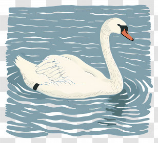 Swimming Swan - Swan Swimming In Calm Water Transparent PNG