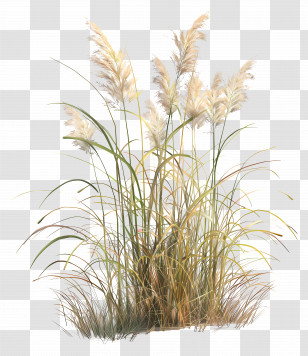 Miscanthus Sinensis - Natural Pampas Grass Plant With Soft Stalks Transparent PNG