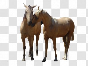 American Quarter Horse Mustang Rocky Mountain Stallion Foal - Bridle Transparent PNG