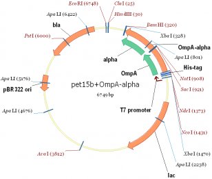 Expression Vector Plasmid International Genetically Engineered Machine Transparent PNG