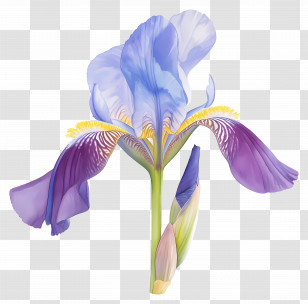 Algerian Iris - Purple Iris Flower Botanical Illustration Transparent PNG