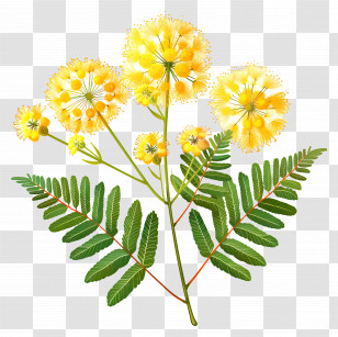 Mimosa Flower - Yellow Flowers Transparent PNG