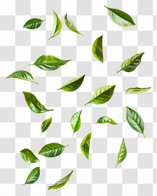 Flying Leaf - Floating Green Leaves Illustration Transparent PNG