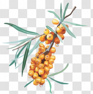 Sea Buckthorns Download Clip Art - Hippophae - Natural Foods Transparent PNG