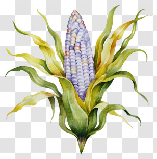 Watercolor Painting - Blue Corn Illustration Transparent PNG