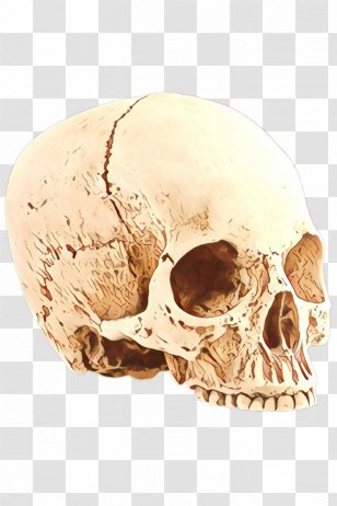 Skull Cartoon - Ear - Jaw Transparent PNG