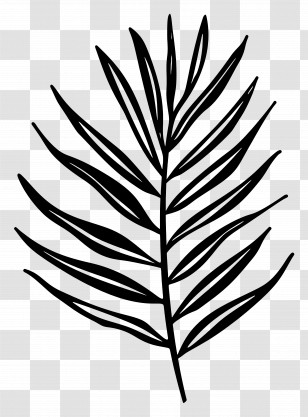 Summer - Leaf Outline Illustration Transparent PNG