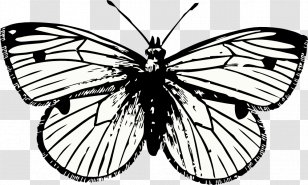 Butterfly Tattoo Drawing Clip Art - Artwork - Cabbage Transparent PNG