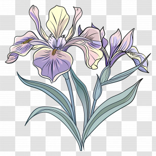 Iris Flower - Beautiful Iris Flower Illustration Transparent PNG