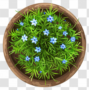 Plants Top View - Potted Plant With Blue Flowers Transparent PNG