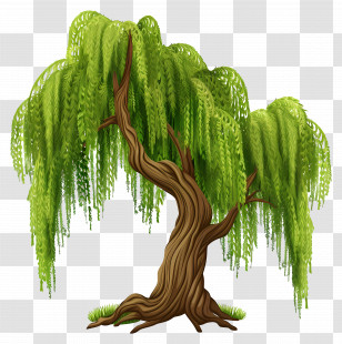 Weeping Willow - Graceful Willow Tree With Hanging Leaves Transparent PNG