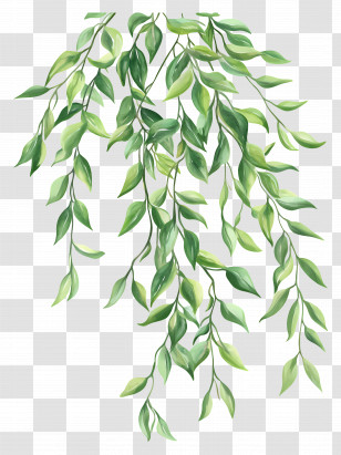 Leaf Painting - Trailing Green Leaves In Nature Illustration Transparent PNG