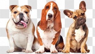 Dog Grooming Pet Cat Kennel - Snout - Shipping Transparent PNG
