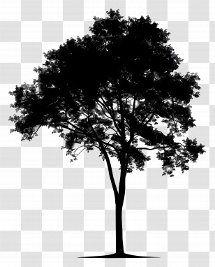 Tree Silhouette - Black Tree Silhouette Design Transparent PNG