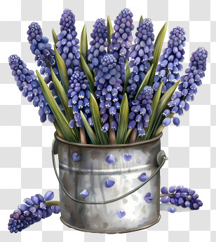 Grape Hyacinth - Purple Hyacinths In A Silver Bucket Transparent PNG