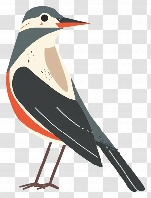 Bird - Illustrated Bird With Colorful Feathers Transparent PNG