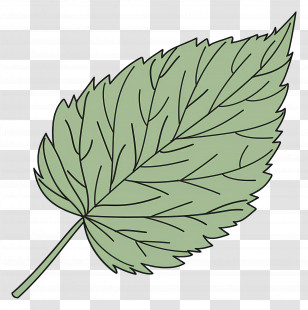 Single Leaf - Detailed Green Leaf Illustration Transparent PNG