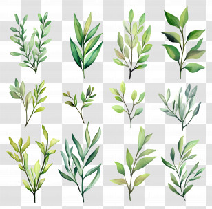 Leaf Painting - Collection Of Green Leaves Transparent PNG