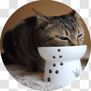 Cat Food Bowl Dog Kitten - Domestic Short Haired Transparent PNG