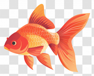 Goldfish Illustration - Bright Orange Goldfish Illustration Transparent PNG