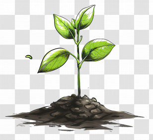 Growth - Young Sprout Emerging From Soil Transparent PNG