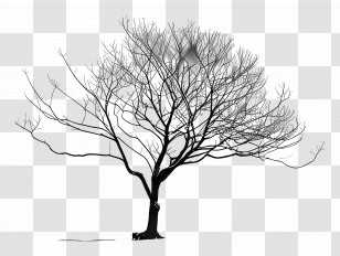 Tree - Silhouette Of A Bare Tree With Black Branches Transparent PNG