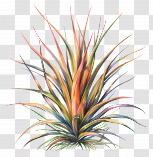 Tillandsia Air Plant - Colorful Grass Plant Illustration Transparent PNG