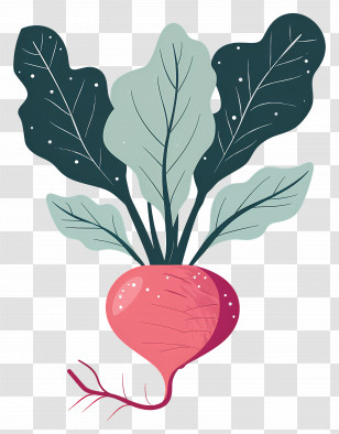 Beetroot - Radish With Leafy Greens Illustration Transparent PNG