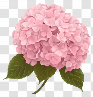 Pink Hydrangea Flower - Pink Hydrangea In Full Bloom Transparent PNG