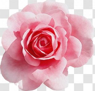 Rose Flower Aesthetics Png Images Transparent Rose Flower Aesthetics Images