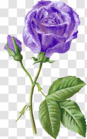 Garden Roses Beach Rose Blue - Boy With Transparent PNG