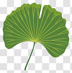 Ginkgo Leaf - Green Botanical Illustration Of Leaf Transparent PNG