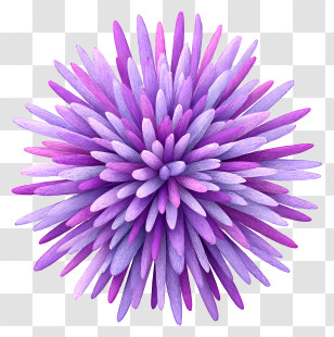 Purple Sea Urchin - Purple Spiky Floral Burst Transparent PNG