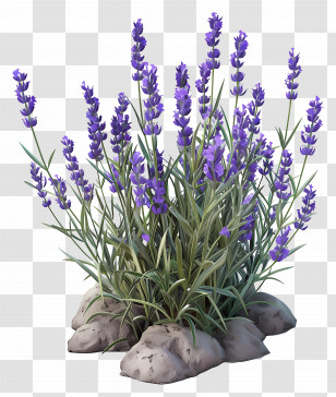 Purple Lavender Plant - Purple Lavender Plant On Rocks Transparent PNG