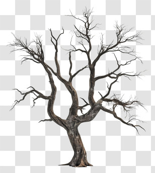 Dead Tree - Bare Tree With Branches Transparent PNG