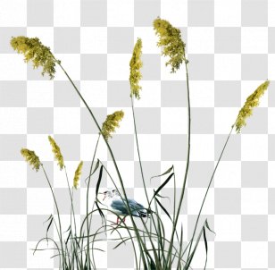 Common Reed The Interpretation Of Dreams By Duke Zhou & - Sparrow Transparent PNG
