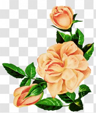 Garden Roses Centifolia Drawing Floral Design Flower - Color Transparent PNG
