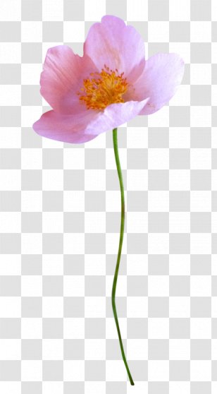 Painting Flower Advertising Transparent PNG