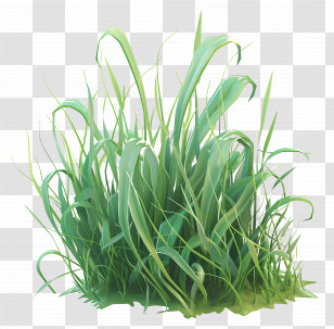 Grass Plant - Bright Green Grass For Spring Gardens Transparent PNG
