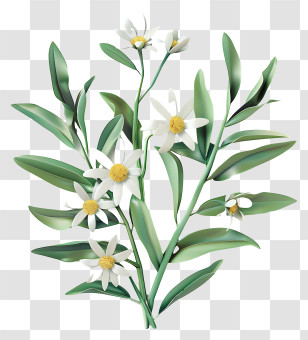 Edelweiss - Floral Branch With White Flowers And Green Leaves Transparent PNG