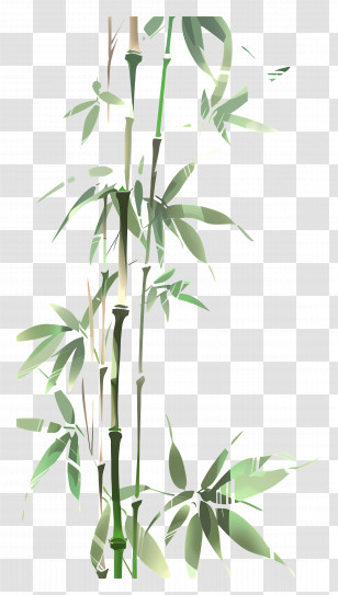 Bamboo - Peaceful Bamboo Plant Illustration Transparent PNG